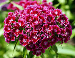 Red William Flower Seeds for Planting – Compact Growth, Heirloom, Non-GMO, High Germination, 100pcs