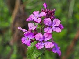 Lunaria Annua Variegata Money Flower Seeds for Planting - Premium Heirloom & Non-GMO, 100pcs, High Germination