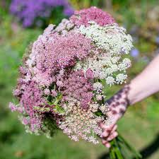 Mixed Dara Anne's Lace Flower Seeds for Planting – Pollinator Friendly, Heirloom, Non-GMO, High Germination, 100pcs