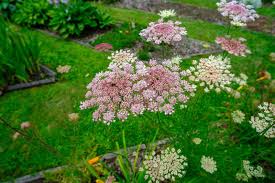 Mixed Dara Anne's Lace Flower Seeds for Planting – Pollinator Friendly, Heirloom, Non-GMO, High Germination, 100pcs