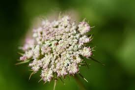 Mixed Dara Anne's Lace Flower Seeds for Planting – Pollinator Friendly, Heirloom, Non-GMO, High Germination, 100pcs