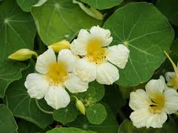 Yellow White Milkmaid Flower Seeds for Planting – Fragrant Blossoms, Heirloom, Non-GMO, High Germination, 100pcs