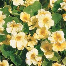 Yellow White Milkmaid Flower Seeds for Planting – Fragrant Blossoms, Heirloom, Non-GMO, High Germination, 100pcs