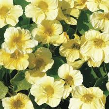 Yellow White Milkmaid Flower Seeds for Planting – Fragrant Blossoms, Heirloom, Non-GMO, High Germination, 100pcs