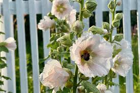 White Purple Hollyhock Flower Seeds for Planting – Drought Tolerant, Heirloom, Non-GMO, High Germination