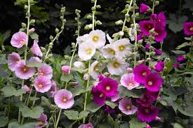 White Purple Hollyhock Flower Seeds for Planting – Drought Tolerant, Heirloom, Non-GMO, High Germination