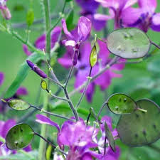 Lunaria Annua Variegata Money Flower Seeds for Planting - Premium Heirloom & Non-GMO, 100pcs, High Germination