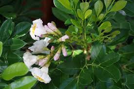 Green Radermachera Flower Seeds for Planting – Colorful Display, Heirloom, Non-GMO, High Germination, 100pcs