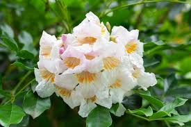 Green Radermachera Flower Seeds for Planting – Colorful Display, Heirloom, Non-GMO, High Germination, 100pcs