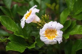 Green Radermachera Flower Seeds for Planting – Colorful Display, Heirloom, Non-GMO, High Germination, 100pcs