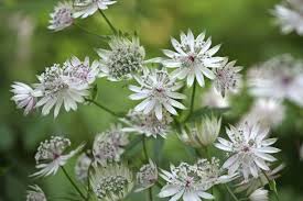 Green White Astrantia Flower Seeds for Planting – Low Maintenance, Heirloom, Non-GMO, High Germination, 100pcs
