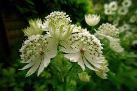 Green White Astrantia Flower Seeds for Planting – Low Maintenance, Heirloom, Non-GMO, High Germination, 100pcs