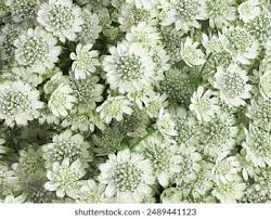 Green White Astrantia Flower Seeds for Planting – Low Maintenance, Heirloom, Non-GMO, High Germination, 100pcs