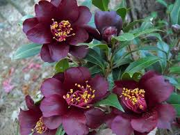 Burgundy Camellia Flower Seeds for Planting – Cottage Garden Essential, Heirloom, Non-GMO, High Germination, 100pcs