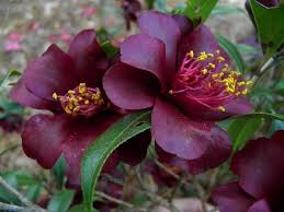 Burgundy Camellia Flower Seeds for Planting – Cottage Garden Essential, Heirloom, Non-GMO, High Germination, 100pcs