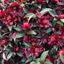 Burgundy Camellia Flower Seeds for Planting – Cottage Garden Essential, Heirloom, Non-GMO, High Germination, 100pcs