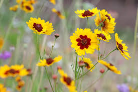 Yellow Coreopsis Flower Seeds for Planting – Wildflower Mix, Heirloom, Non-GMO, High Germination, 100pcs