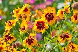 Yellow Coreopsis Flower Seeds for Planting – Wildflower Mix, Heirloom, Non-GMO, High Germination, 100pcs