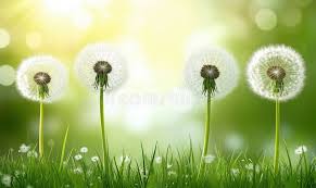 Green Dandelion Flower Seeds for Planting – Seasonal Bloomer, Heirloom, Non-GMO, High Germination, 100pcs