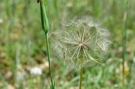 Green Dandelion Flower Seeds for Planting – Seasonal Bloomer, Heirloom, Non-GMO, High Germination, 100pcs