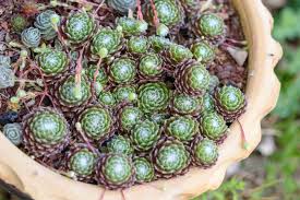 Green Chicks Sempervivum Flower Seeds for Planting – Sun Loving, Heirloom, Non-GMO, High Germination, 100pcs