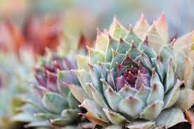 Green Chicks Sempervivum Flower Seeds for Planting – Sun Loving, Heirloom, Non-GMO, High Germination, 100pcs