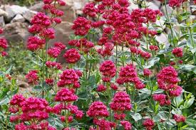 Centranthus Ruber Flower Seeds for Planting - Bright Blooms, Heirloom & Non-GMO, 100pcs, High Germination