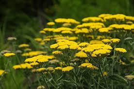 Yellow Achillea Millefolium Flower Seeds for Planting – Shade Tolerant, Heirloom, Non-GMO, High Germination, 100pcs