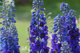 Aconitum Napellus Flower Seeds for Planting – Premium Quality, Heirloom, Non-GMO, High Germination, 100pcs