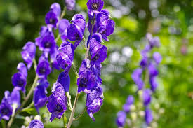 Aconitum Napellus Flower Seeds for Planting – Premium Quality, Heirloom, Non-GMO, High Germination, 100pcs