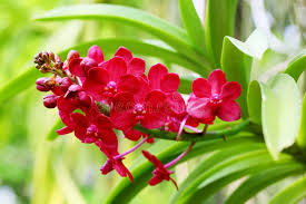 Red Butterfly Orchid Flower Seeds for Planting – Bright Blooms, Heirloom, Non-GMO, High Germination, 100pcs
