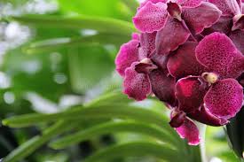 Red Butterfly Orchid Flower Seeds for Planting – Bright Blooms, Heirloom, Non-GMO, High Germination, 100pcs