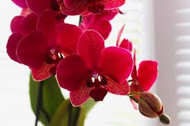 Red Butterfly Orchid Flower Seeds for Planting – Bright Blooms, Heirloom, Non-GMO, High Germination, 100pcs