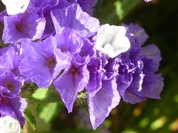 Limonium Sinuatum Flower Seeds for Planting – Vibrant Colors, Heirloom, Non-GMO, High Germination, 100pcs