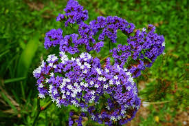 Limonium Sinuatum Flower Seeds for Planting – Vibrant Colors, Heirloom, Non-GMO, High Germination, 100pcs