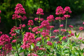 Centranthus Ruber Flower Seeds for Planting - Bright Blooms, Heirloom & Non-GMO, 100pcs, High Germination
