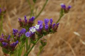 Limonium Sinuatum Flower Seeds for Planting – Vibrant Colors, Heirloom, Non-GMO, High Germination, 100pcs