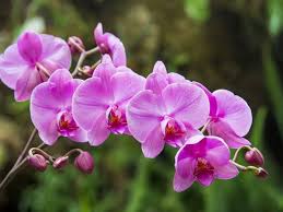 Pink Doritaenopsis Flower Seeds for Planting – Easy to Grow, Heirloom, Non-GMO, High Germination