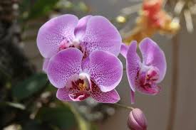 Pink Doritaenopsis Flower Seeds for Planting – Easy to Grow, Heirloom, Non-GMO, High Germination