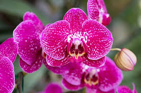Pink Doritaenopsis Flower Seeds for Planting – Easy to Grow, Heirloom, Non-GMO, High Germination