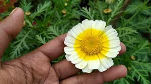 Yellow White Chrysanthemum Flower Seeds for Planting – Hardy Variety, Heirloom, Non-GMO, High Germination, 100pcs
