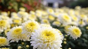 Yellow White Chrysanthemum Flower Seeds for Planting – Hardy Variety, Heirloom, Non-GMO, High Germination, 100pcs