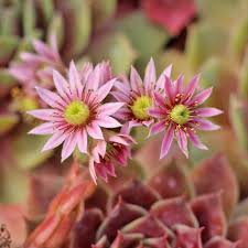 Sempervivum Flower Seeds for Planting - Vibrant Colors, Heirloom & Non-GMO, 100pcs, High Germination