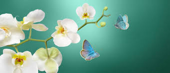 Heirloom Mixed Butterfly Orchid Flower Seeds – Non-GMO, Vibrant Blooms for Planting