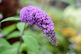 Purple Buddleja Flower Seeds for Planting – Pollinator Friendly, Heirloom, Non-GMO, High Germination, 100pcs