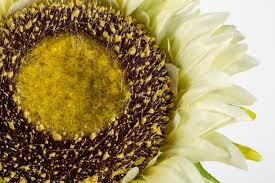 Cream Sunflower Flower Seeds for Planting – Fragrant Blossoms, Heirloom, Non-GMO, High Germination, 100pcs