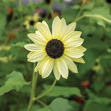 Cream Sunflower Flower Seeds for Planting – Fragrant Blossoms, Heirloom, Non-GMO, High Germination, 100pcs