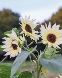 Cream Sunflower Flower Seeds for Planting – Fragrant Blossoms, Heirloom, Non-GMO, High Germination, 100pcs