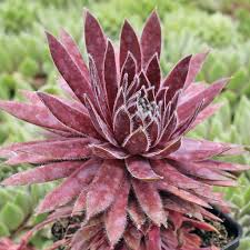 Sempervivum Flower Seeds for Planting - Vibrant Colors, Heirloom & Non-GMO, 100pcs, High Germination