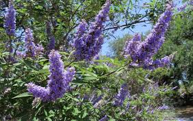 Purple Vitex Agnus Flower Seeds for Planting – Drought Tolerant, Heirloom, Non-GMO, High Germination, 100pcs